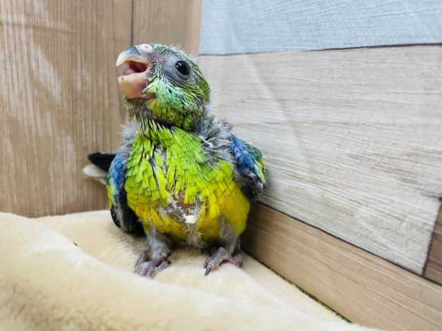ビセイインコ（美声インコ）