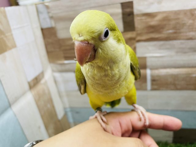 オキナインコ