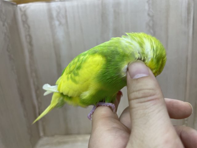 セキセイインコ