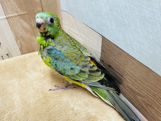 ビセイインコ（美声インコ）