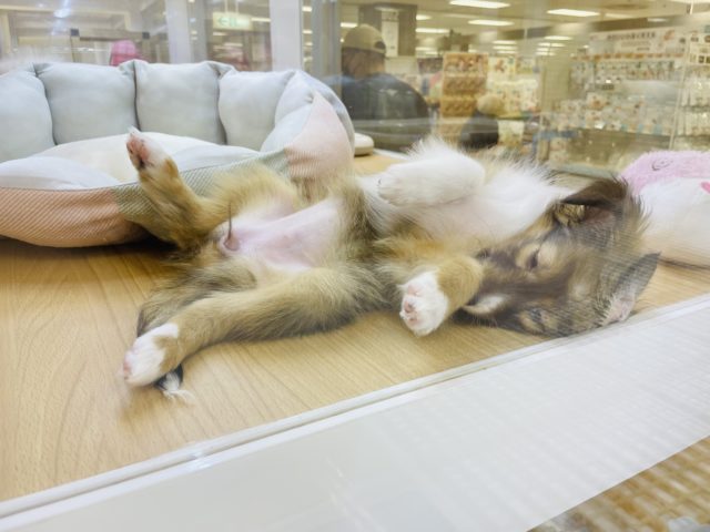 シェットランドシープドッグ（シェルティ）