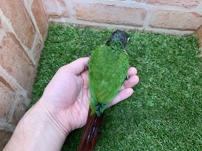 べたなれ♡ウロコインコがやってきた! ホオミドリウロコインコ
