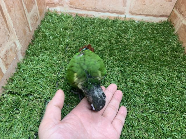 べたなれ♡ウロコインコがやってきた! ホオミドリウロコインコ
