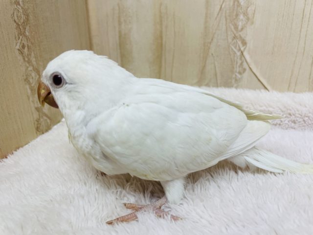 オキナインコ