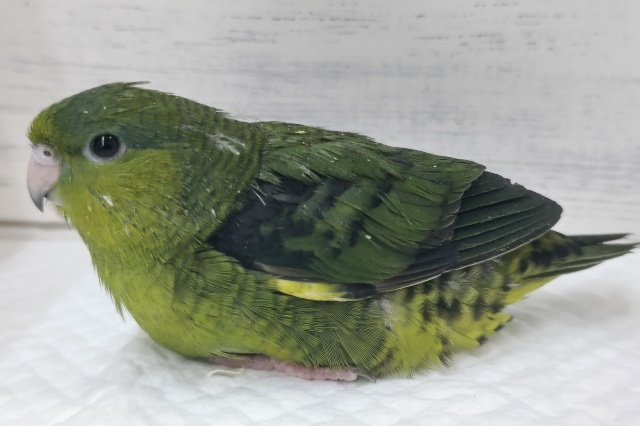 サザナミインコ