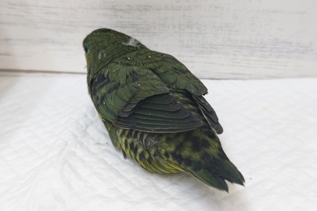 サザナミインコ