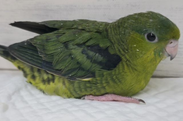 サザナミインコ