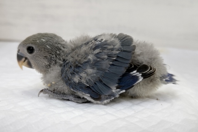 コザクラインコ（小桜インコ）