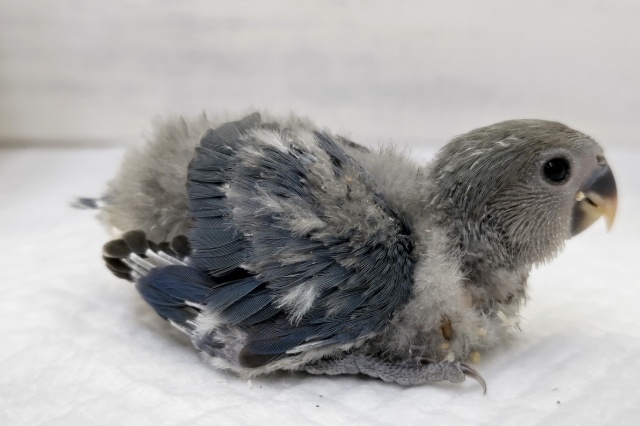 コザクラインコ（小桜インコ）