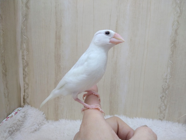 白文鳥