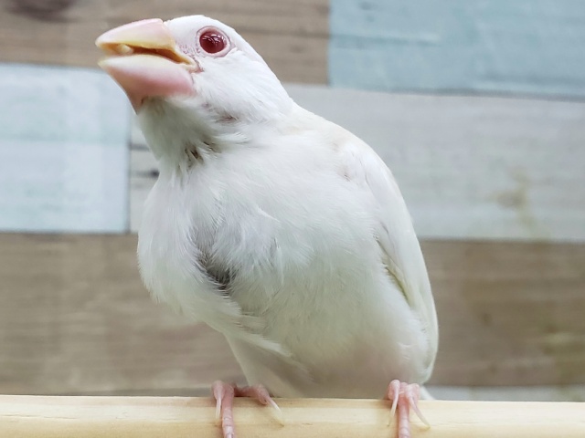 アルビノ文鳥