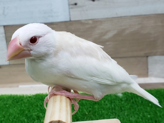 アルビノ文鳥
