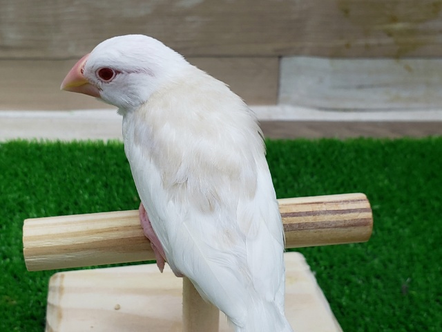 アルビノ文鳥