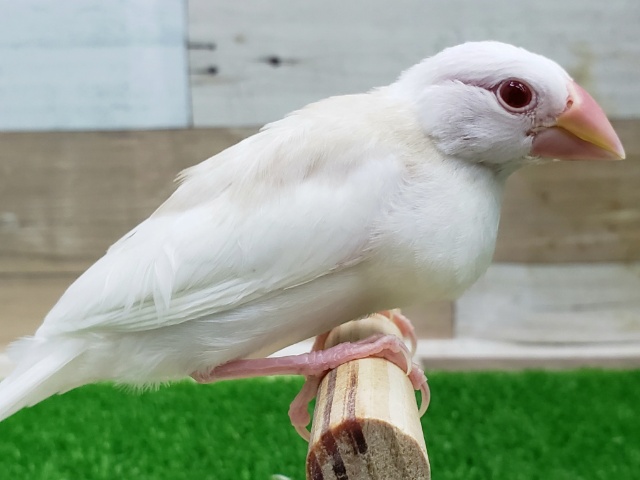 アルビノ文鳥