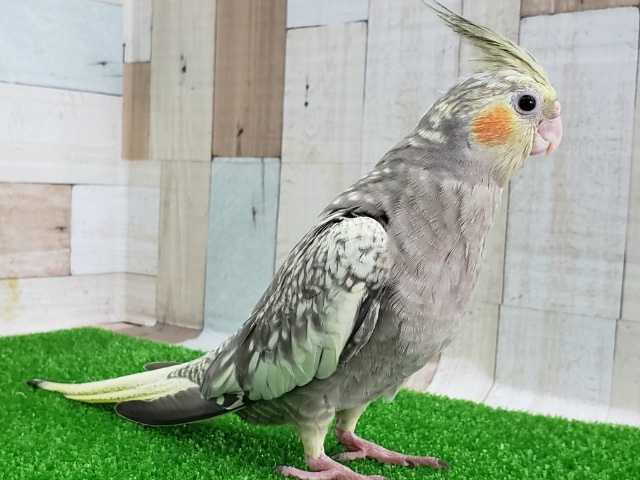 オカメインコ