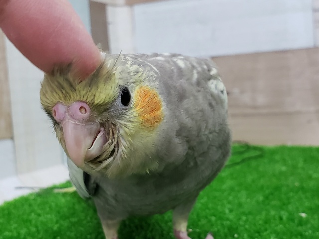 オカメインコ