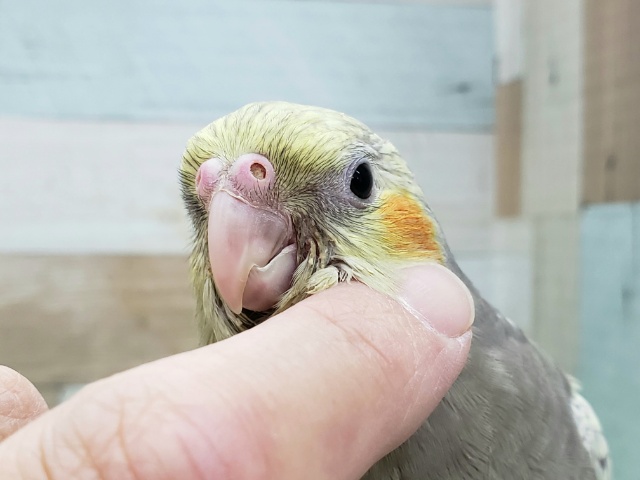 オカメインコ