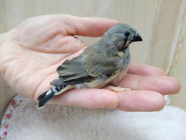 錦花鳥（キンカチョウ）