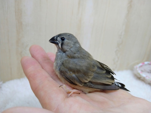 錦花鳥（キンカチョウ）