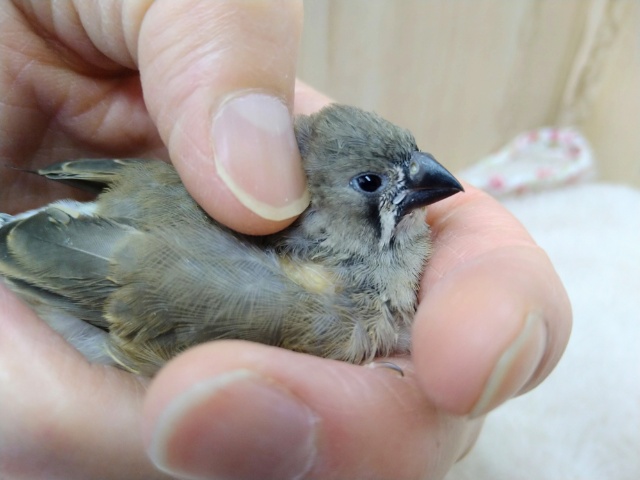 錦花鳥（キンカチョウ）