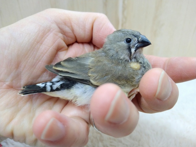 錦花鳥（キンカチョウ）