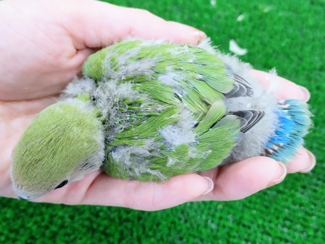 コザクラインコ（小桜インコ）