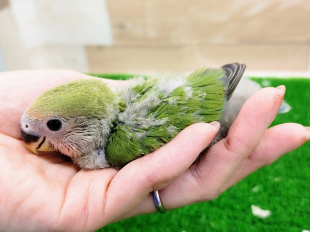 コザクラインコ（小桜インコ）
