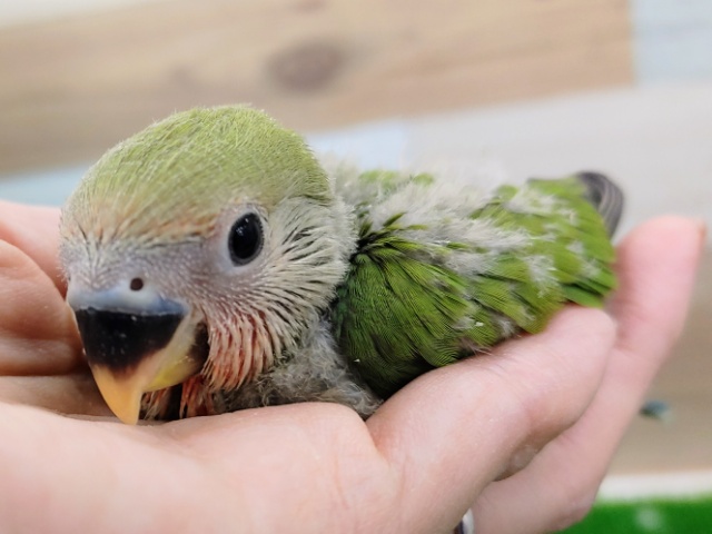 コザクラインコ（小桜インコ）