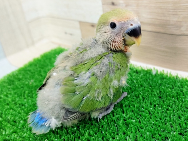 コザクラインコ（小桜インコ）
