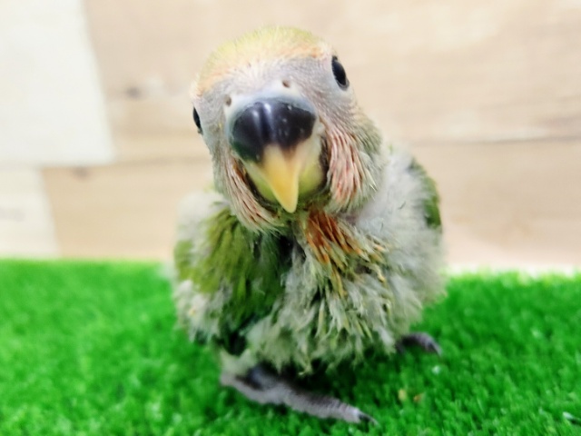 コザクラインコ（小桜インコ）