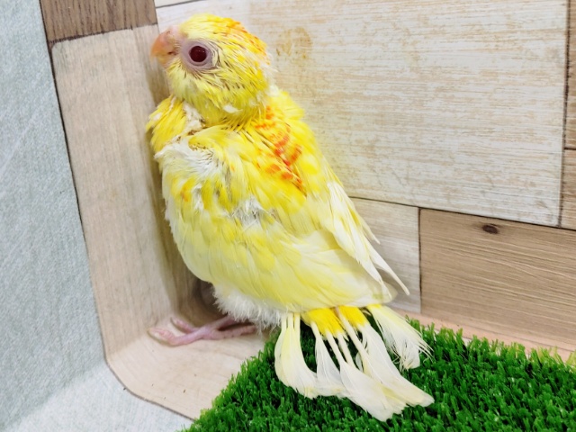 ビセイインコ（美声インコ）