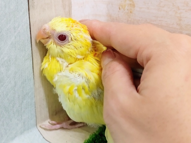 ビセイインコ（美声インコ）