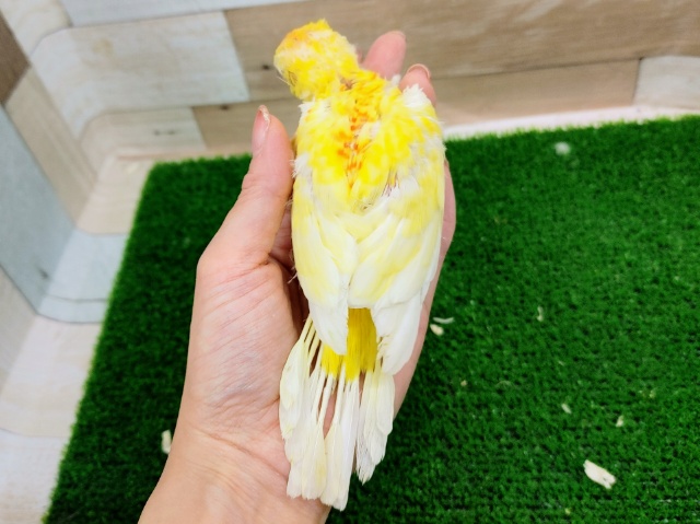 ビセイインコ（美声インコ）