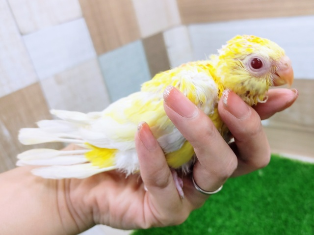 ビセイインコ（美声インコ）