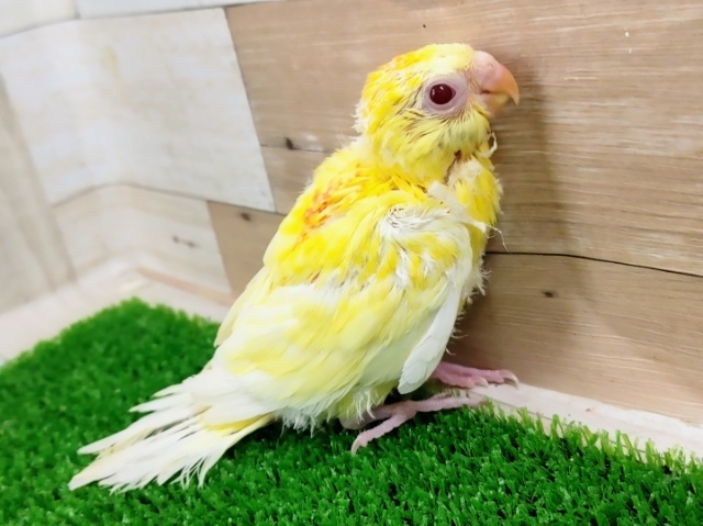 ビセイインコ（美声インコ）