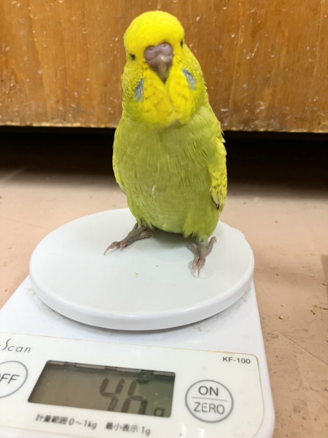 ジャンボセキセイインコ
