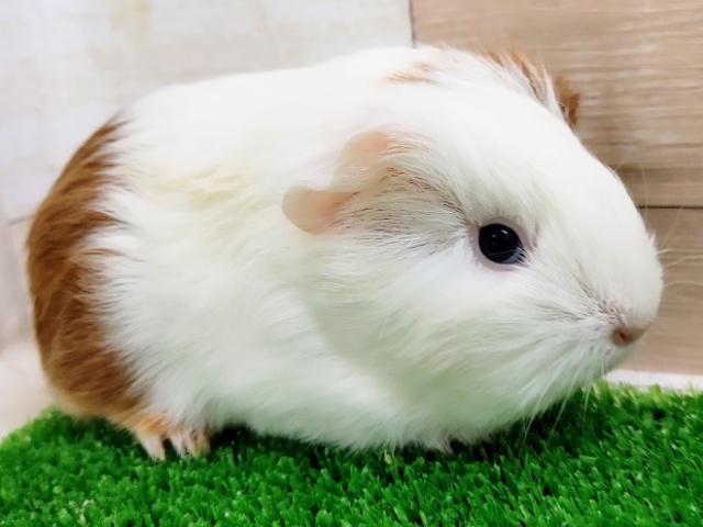 イングリッシュモルモット