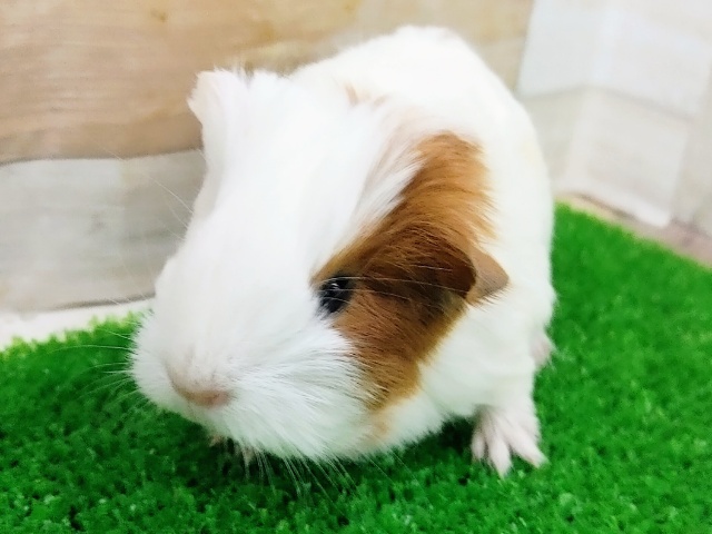 イングリッシュモルモット