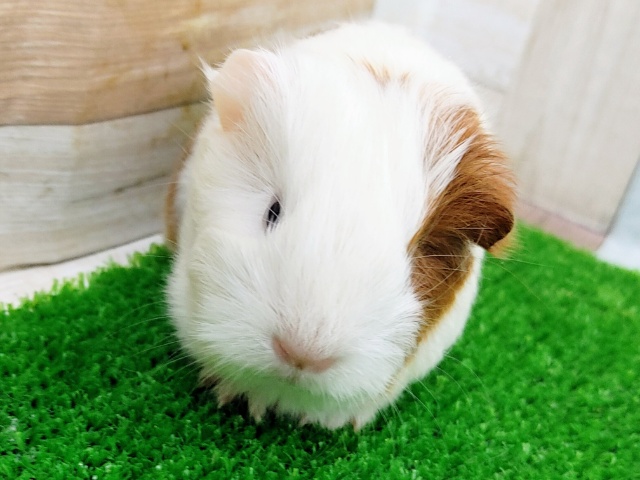 イングリッシュモルモット