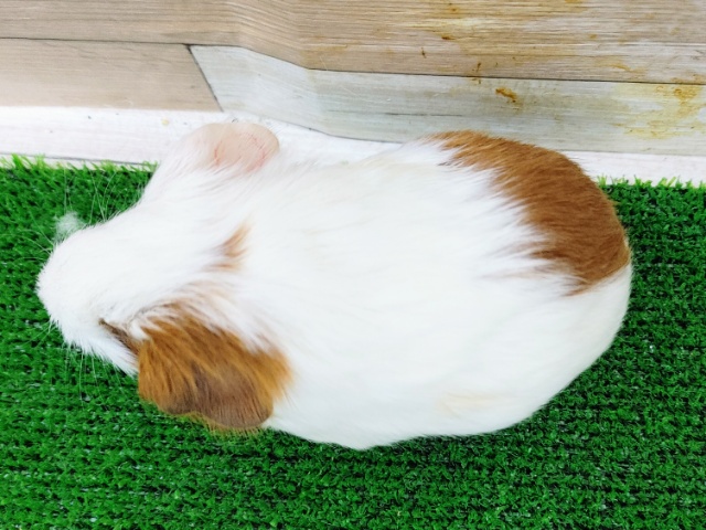 イングリッシュモルモット