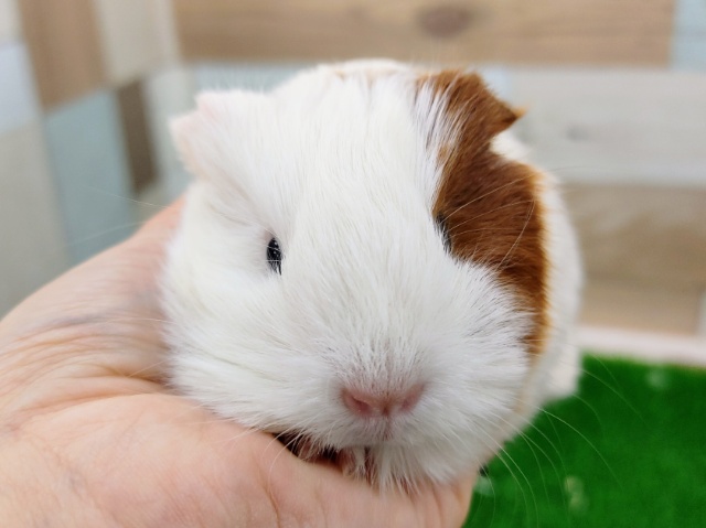 イングリッシュモルモット