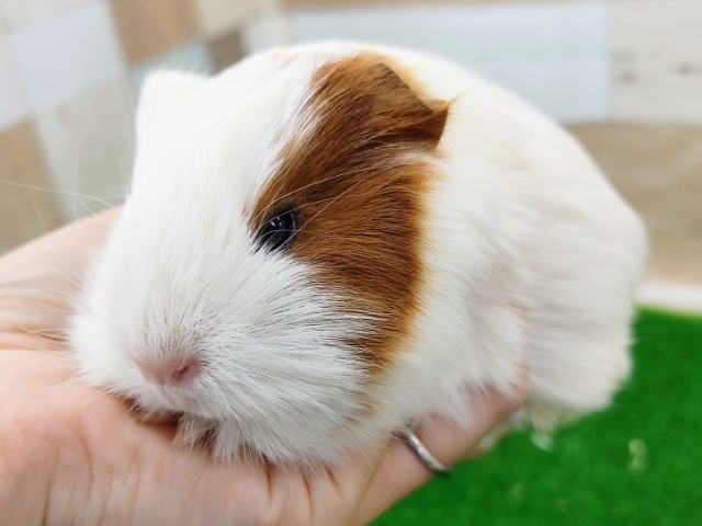 イングリッシュモルモット