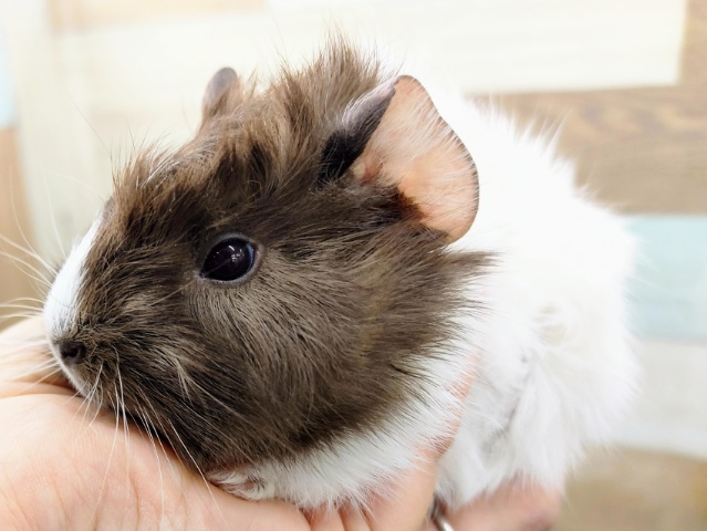 アビシニアンモルモット