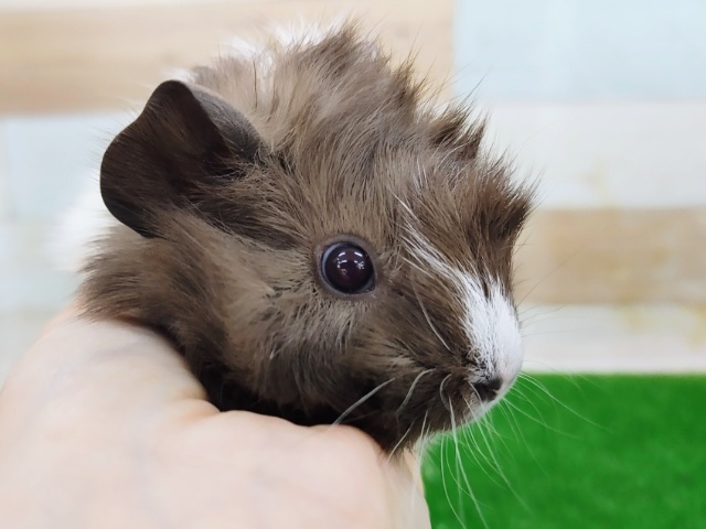 アビシニアンモルモット