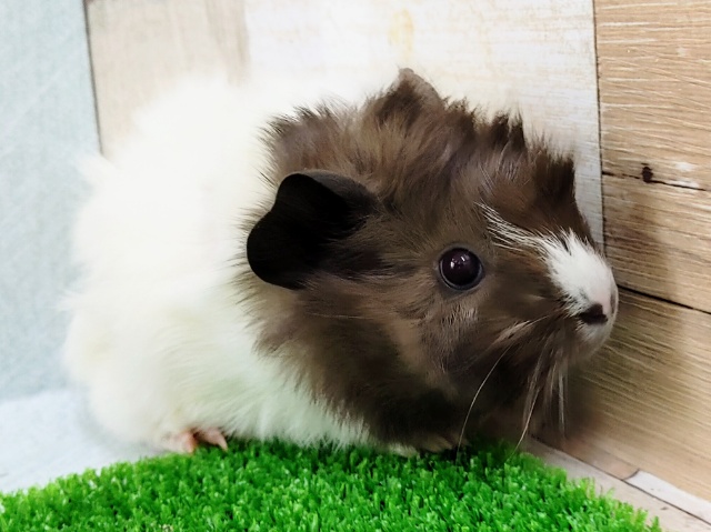 アビシニアンモルモット