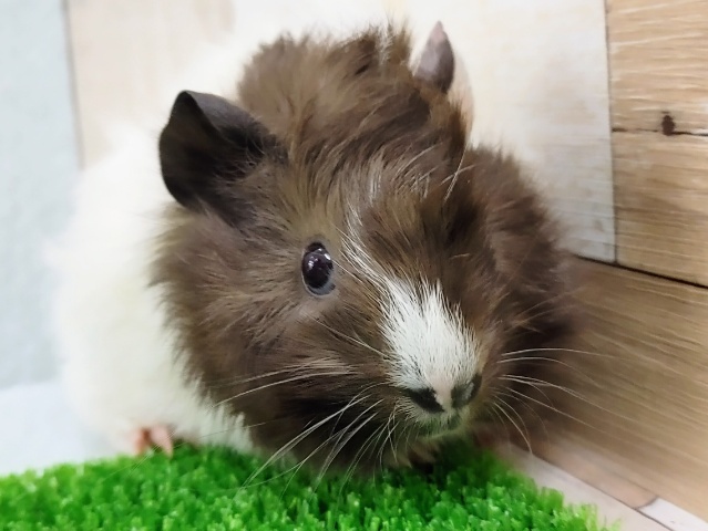 アビシニアンモルモット