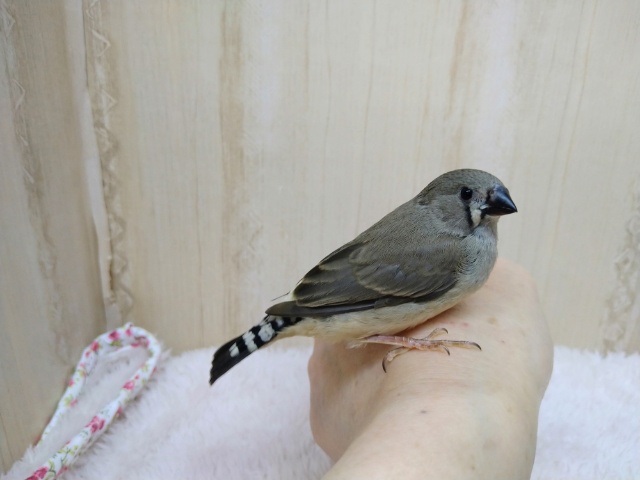 錦花鳥（キンカチョウ）