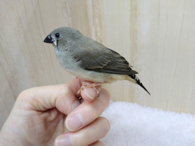 錦花鳥（キンカチョウ）