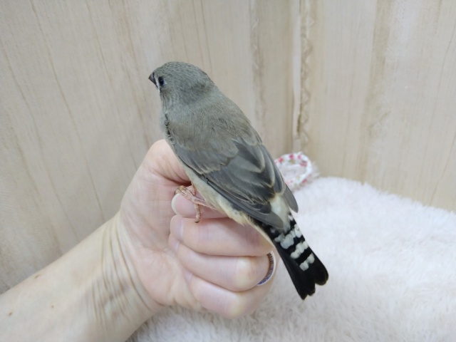 錦花鳥（キンカチョウ）