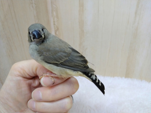 錦花鳥（キンカチョウ）